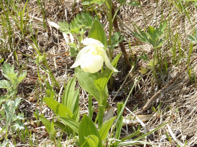 s-IMGP0442.jpg