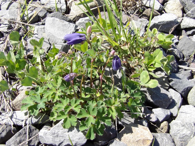 s-IMGP0389.jpg