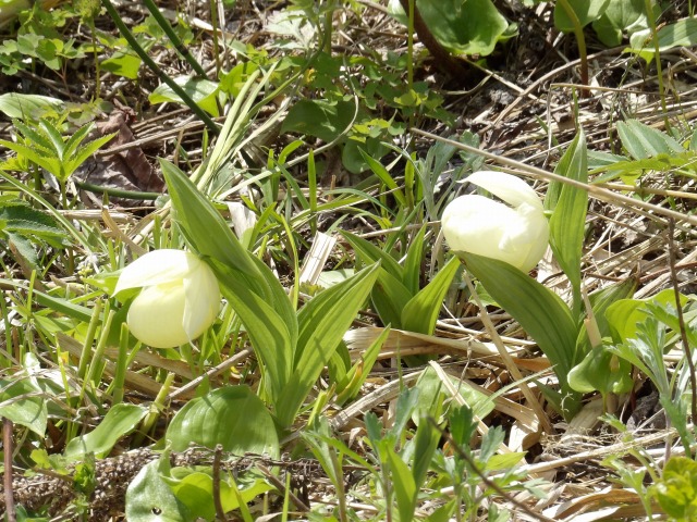 s-IMGP0437.jpg